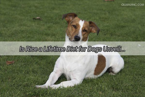 Is Rice a Lifetime Diet for Dogs Unveiling the Truth Behind Their Furry Friends Food Preferences